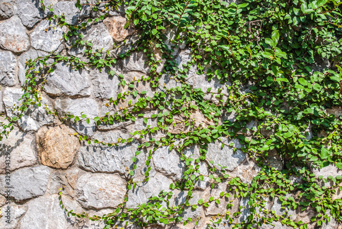 ivy on stone wall © นุห์ชาล์ ปาลาเลย์
