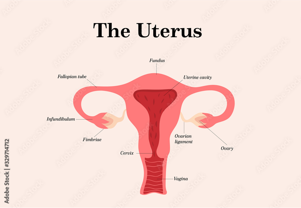 Female Reproductive System The Uterus Infographics Vector female-reproductive-system-the-uterus-infographics-vector