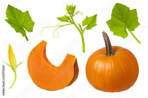 Set of ripe pumpkin whole and slice part, green leaf, flower with stem and flower isolated on white background photo