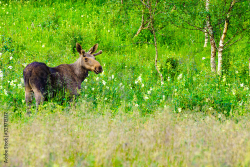 Young elk on green meadow