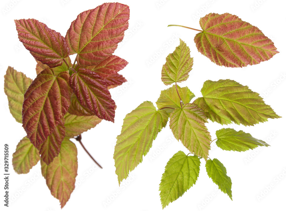 Purple and green colored plant leaves on branch and single leaf isolated on white background, close-up Purple and green colored plant leaves on branch and single leaf isolated on white background, close-up