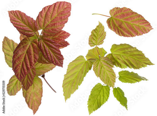 Purple and green colored plant leaves on branch and single leaf isolated on white background, close-up