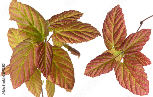 Purple and green red colored plant leaves on branch isolated on white background, close-up