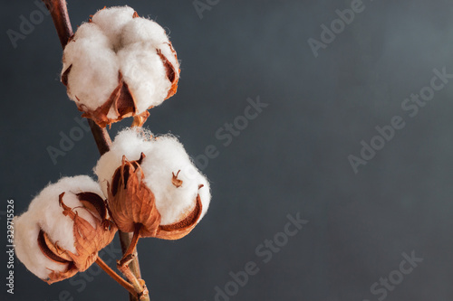 Close-up of cotton flowers on a dark background. Natural dry cotton.