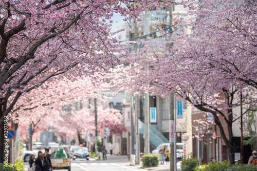 オオカンザクラの並木道