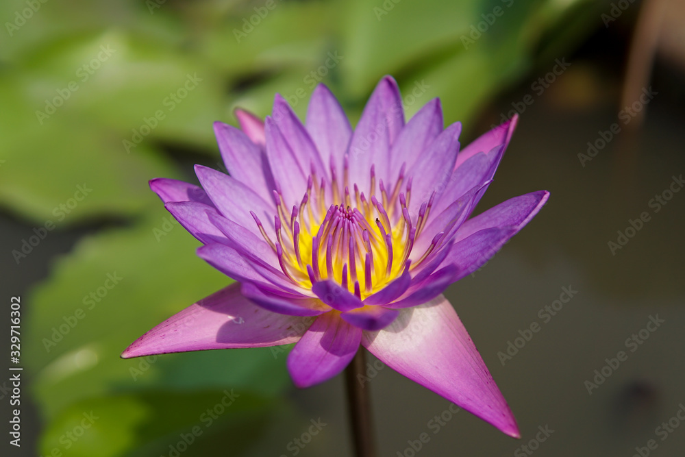 Beautiful water lily in the pond Beautiful water lily in the pond
