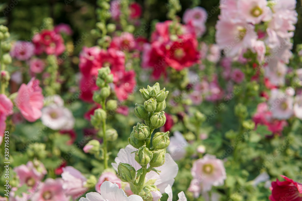 Pink hollyhock flowers in the garden Pink hollyhock flowers in the garden