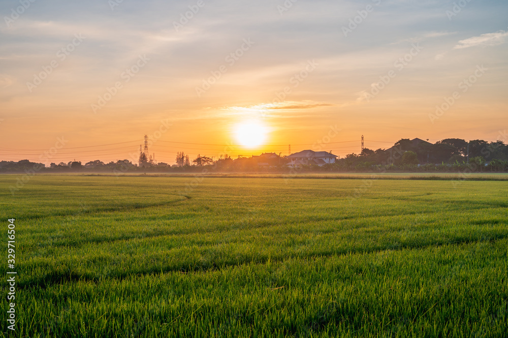 Fototapeta premium Rice paddy field landscape with warm orange sunrise in the morning. Beautiful countryside of Bangkok.