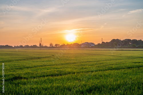 Rice paddy field landscape with warm orange sunrise in the morning. Beautiful countryside of Bangkok. © Supawit
