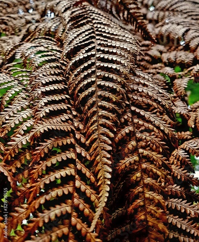 background of dry leaves © filip