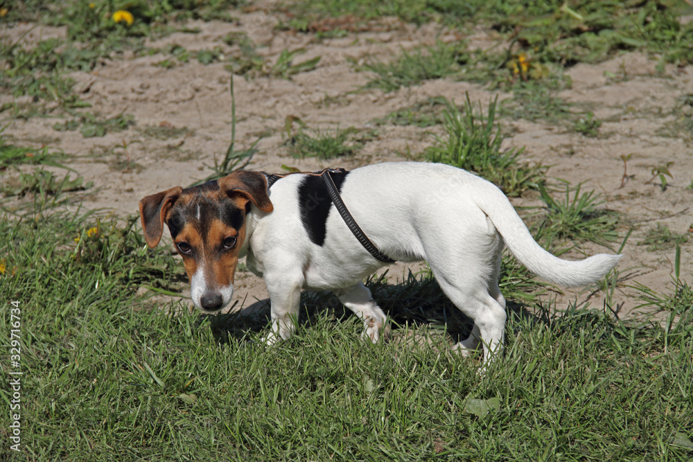 Russel Terrier