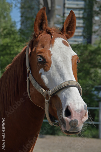 Pferde Porträt © Asray Laleike
