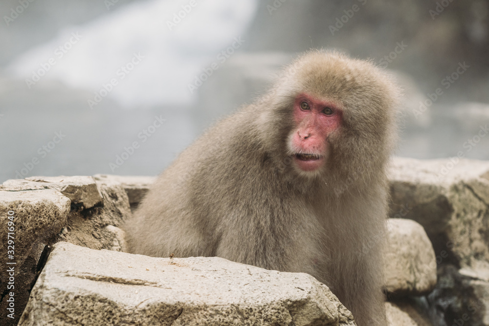 Naklejka premium Snow monkey portrait