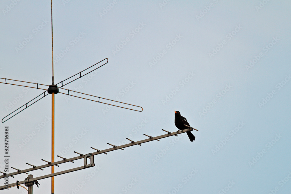 Antenne mit Amsel