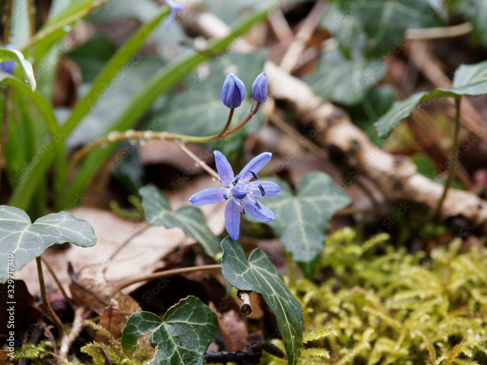 Scilla bifolia | Scille à deux feuilles ou étoile bleue aux anthères bleu foncé sur tige dressée en grappe étalée poussant en sous-bois ombragé Scilla bifolia | Scille à deux feuilles ou étoile bleue aux anthères bleu foncé sur tige dressée en grappe étalée poussant en sous-bois ombragé