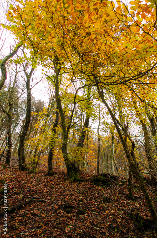 autumn forest