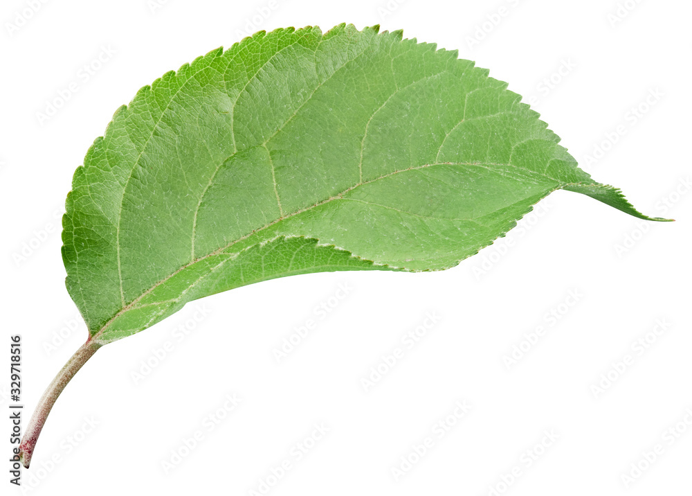 Fototapeta premium Apple leaves isolated on white background. One Leaf Apple Clipping Path.