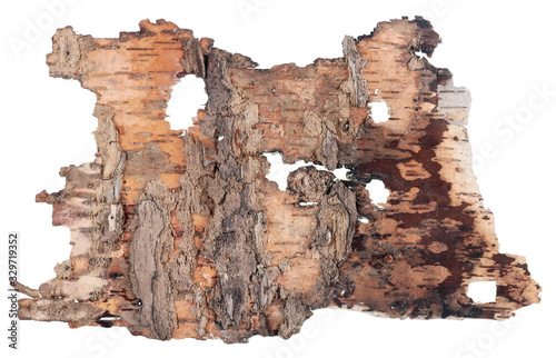 The back side  of a fragment of birch  tree rotten  bark like as vintage banner with worms isolated