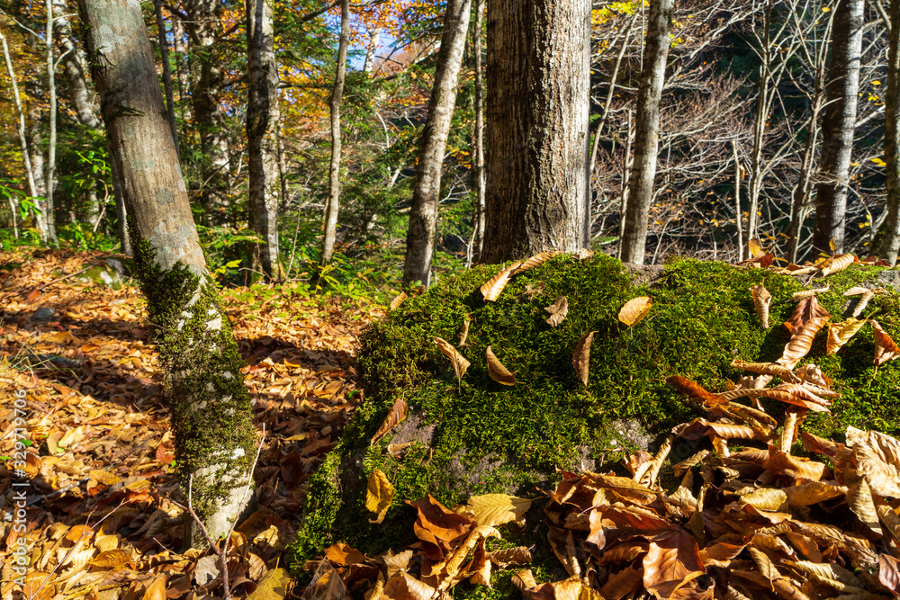 Autumn forest. Trees in the autumn forest. Autumn forest. Trees in the autumn forest.