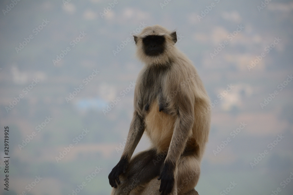 Fototapeta premium Affe