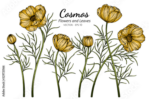 Yellow Cosmos flower and leaf drawing illustration with line art on white backgrounds.