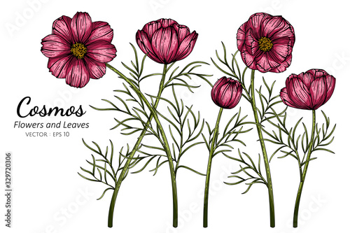 Red Cosmos flower and leaf drawing illustration with line art on white backgrounds.