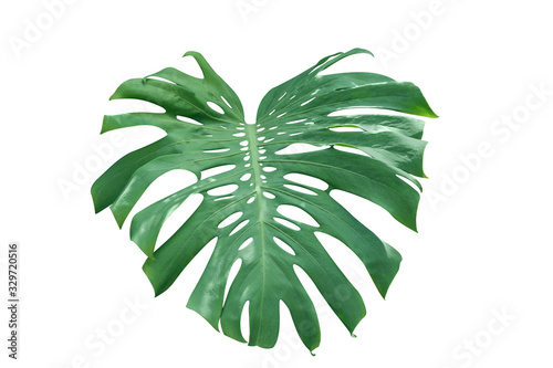 Tropical Green Monstera leaves isolated isolated on white background with cli...