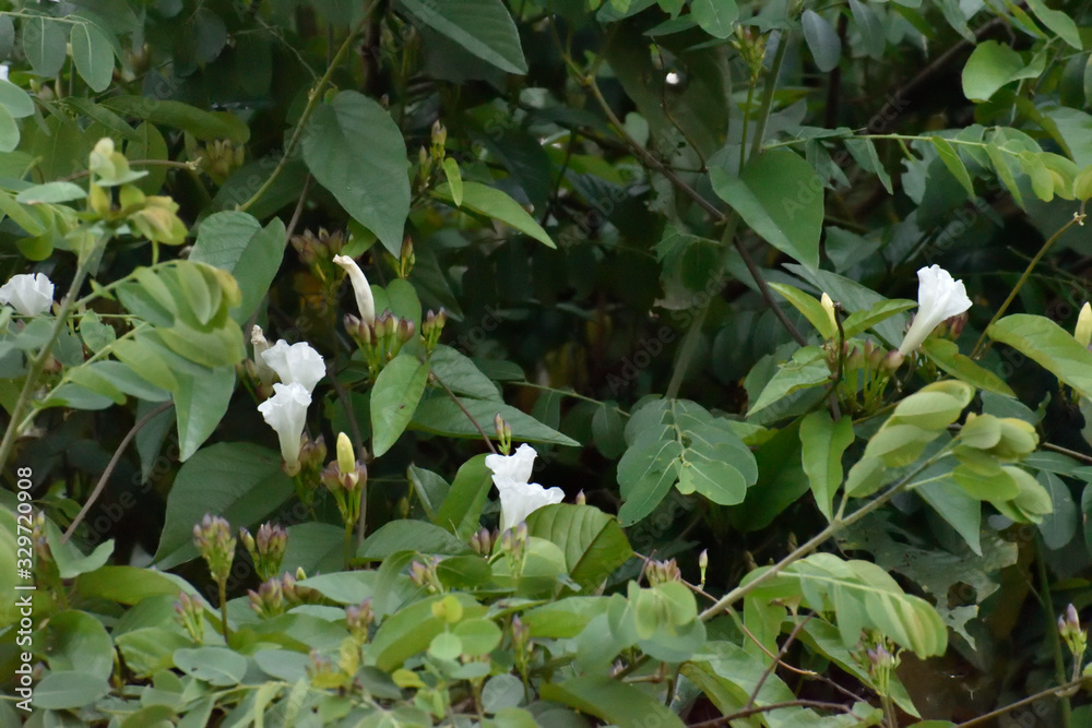 green plants in the garden or forest flower green plants in the garden or forest flower