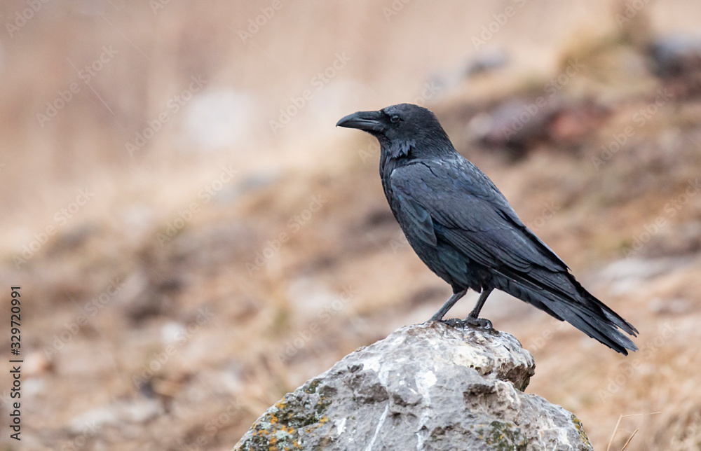 Common raven for winter photography Common raven for winter photography