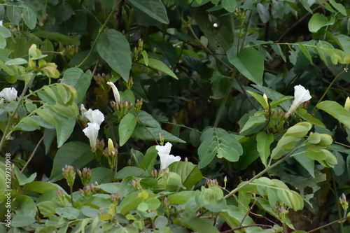 green plants in the garden or forest flower 