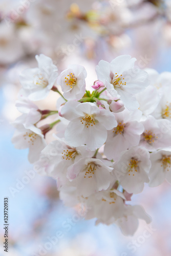 桜のクロースアップ © haru