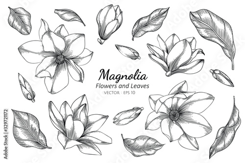 Magnolia flower and leaf drawing illustration with line art on white backgrounds.