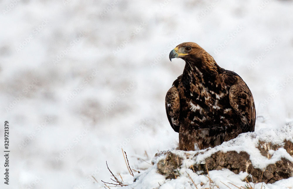 Action photography of Golden Eagle Action photography of Golden Eagle