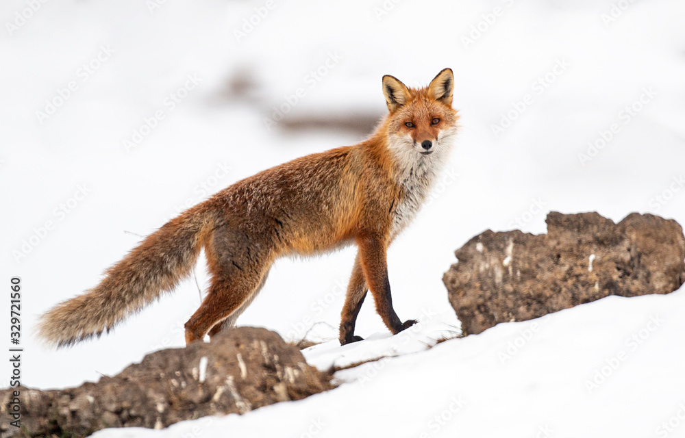 Red fox portrait photography