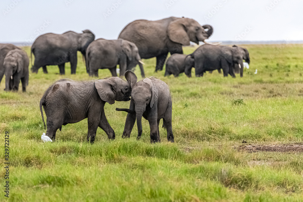 Two young elephants playing together in Africa, cute animals in the Amboseli park in Kenya