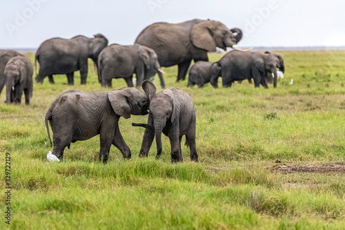 Two young elephants playing together in Africa  cute animals in the Amboseli park in Kenya