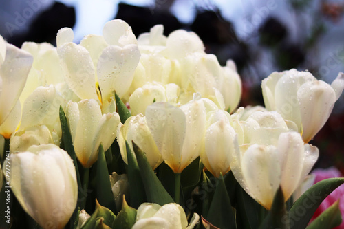white flowers of tulips close up