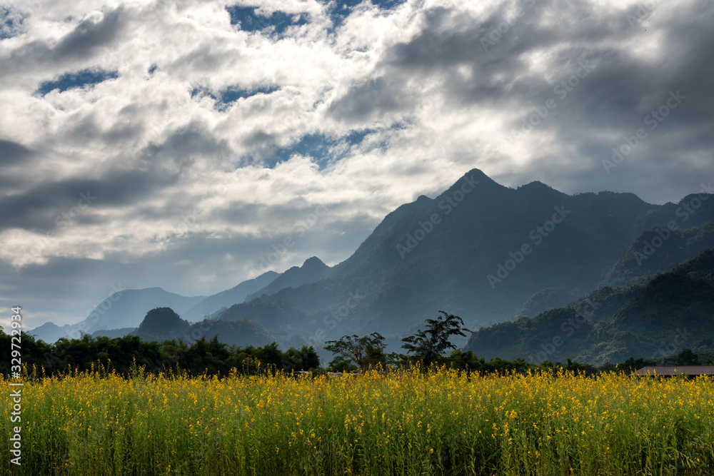 View of Doi Nang Non with sunhemp field foreground in cloudy day in Mae Sai, Chiang Rai, Thailand.