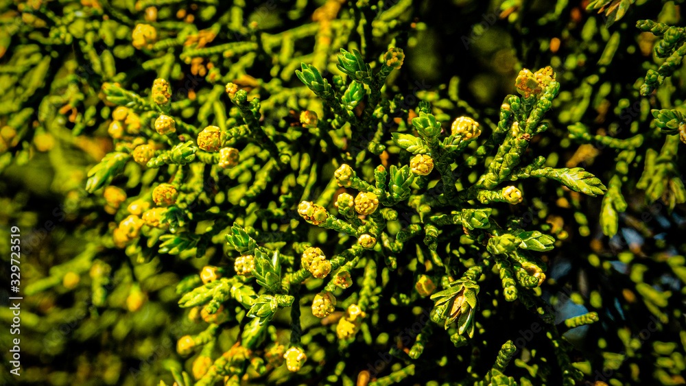 Pollen