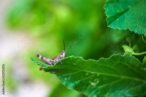 beautiful green grasshopper in a green grass © Sabrina Umansky