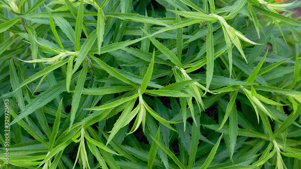 Beautiful natural background of green leaves similar to hemp. Beautiful natural background of green leaves similar to hemp.