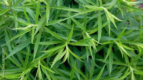 Beautiful natural background of green leaves similar to hemp.