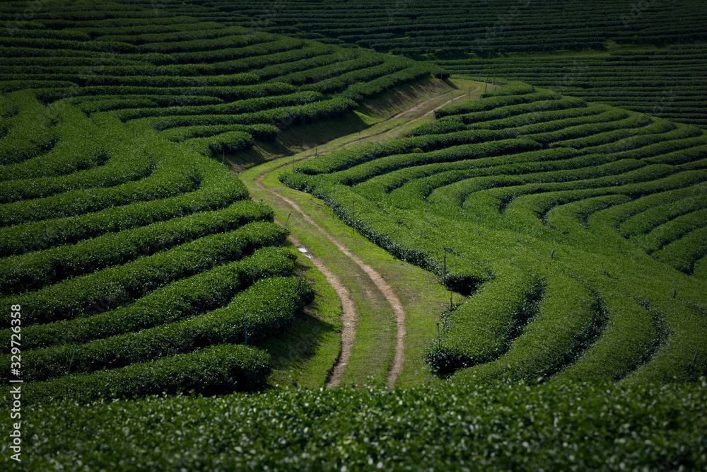 View of the way inside tea plantation in Chiang Rai, Thailand.