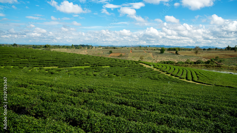 View of tea plantation with a beautiful blue sky in Chiang Rai, Thailand.