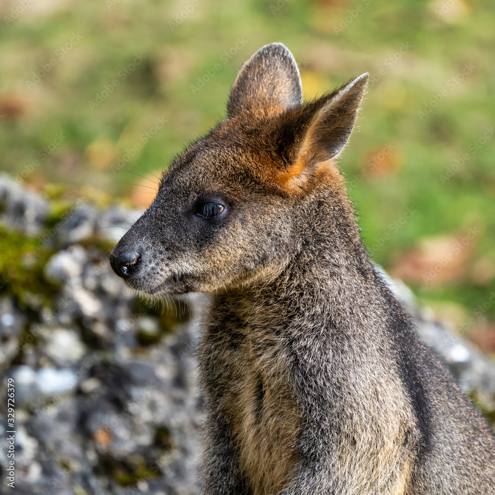 Fototapeta premium Swamp Wallaby, Wallabia bicolor, is one of the smaller kangaroos
