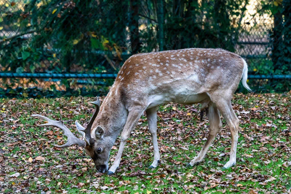 The fallow deer, Dama mesopotamica is a ruminant mammal The fallow deer, Dama mesopotamica is a ruminant mammal