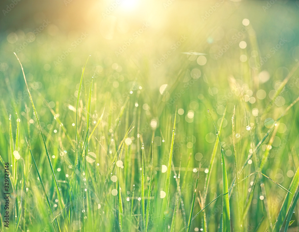 green grass nature background. grass with drops dew close up. summer season. artistic image of purity freshness nature. ecology, earth day concept.