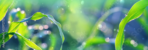 dew drops on green leaves close up. nature scene. ecology concept.  banner. copy space