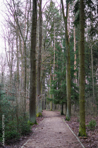 forest with path