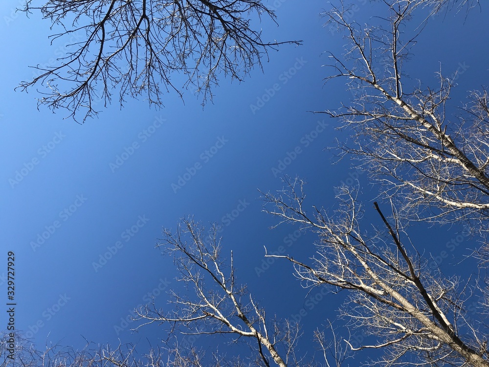 Obraz premium Tree branches isolated on the blue sky